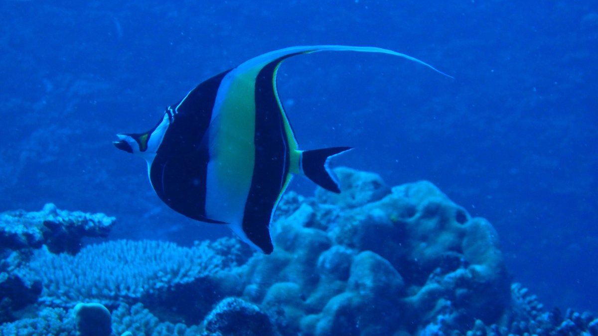 Zanclus cornutus