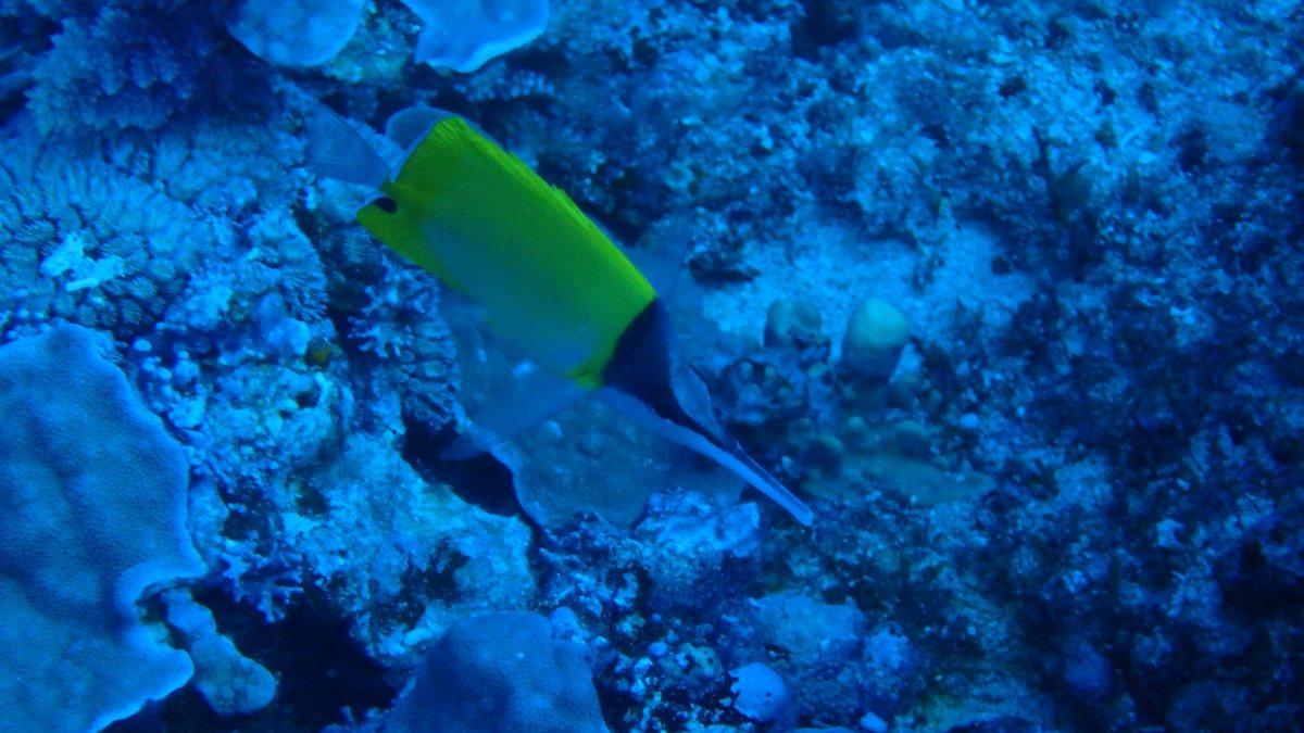 Forcipiger longirostris