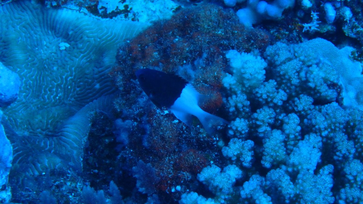 Chromis iomelas