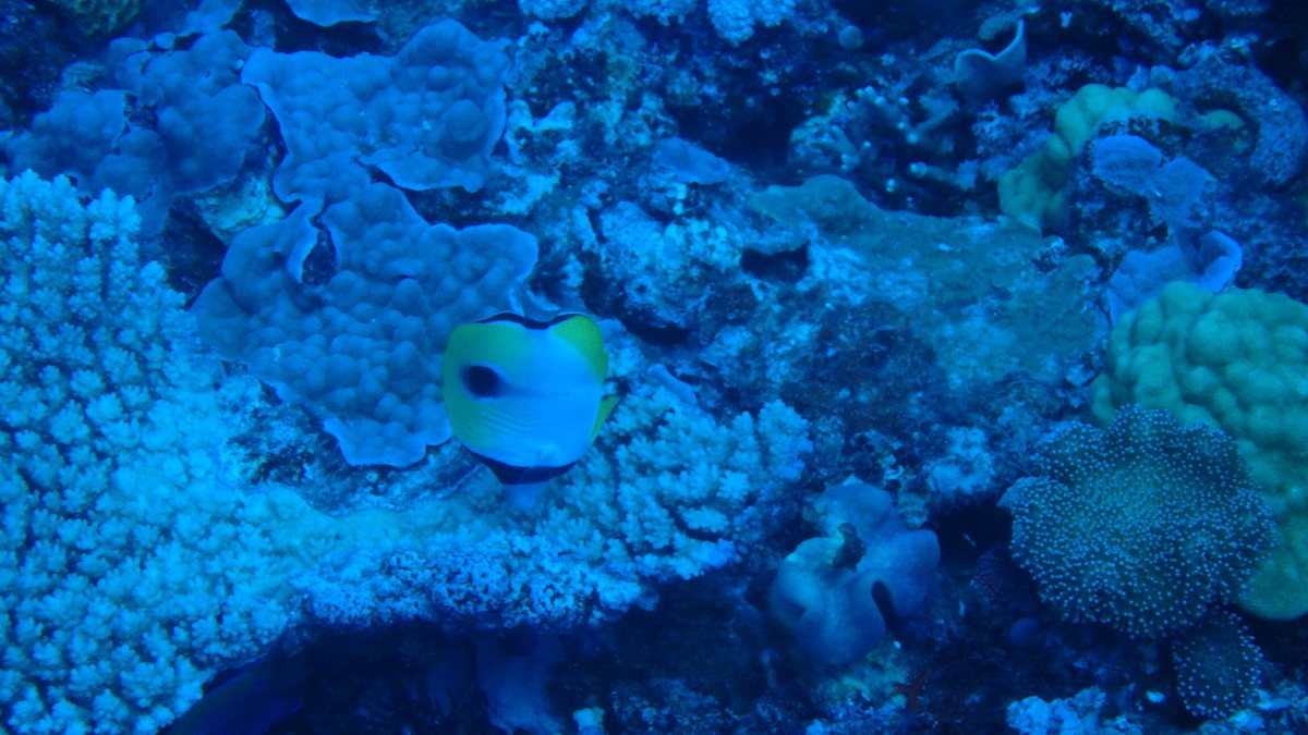 Chaetodon unimaculatus