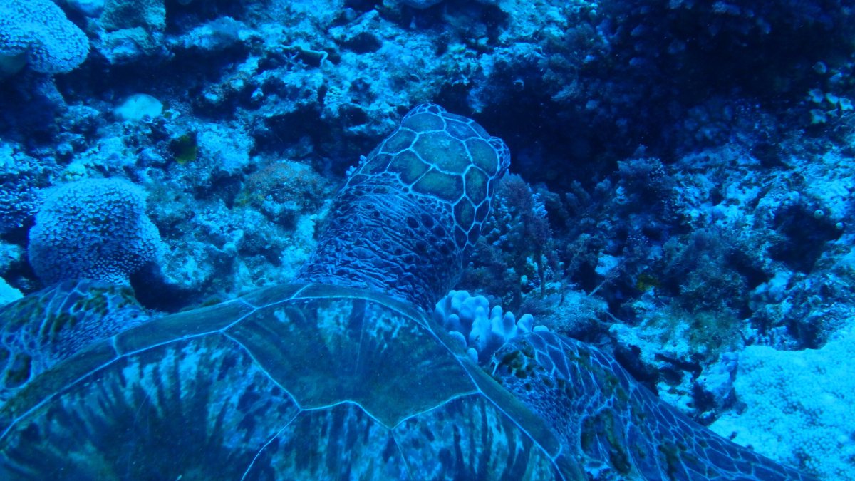 Chelonia mydas (tortue verte)