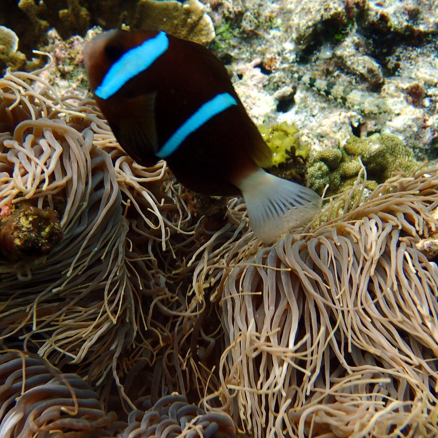 Amphiprion akindynos