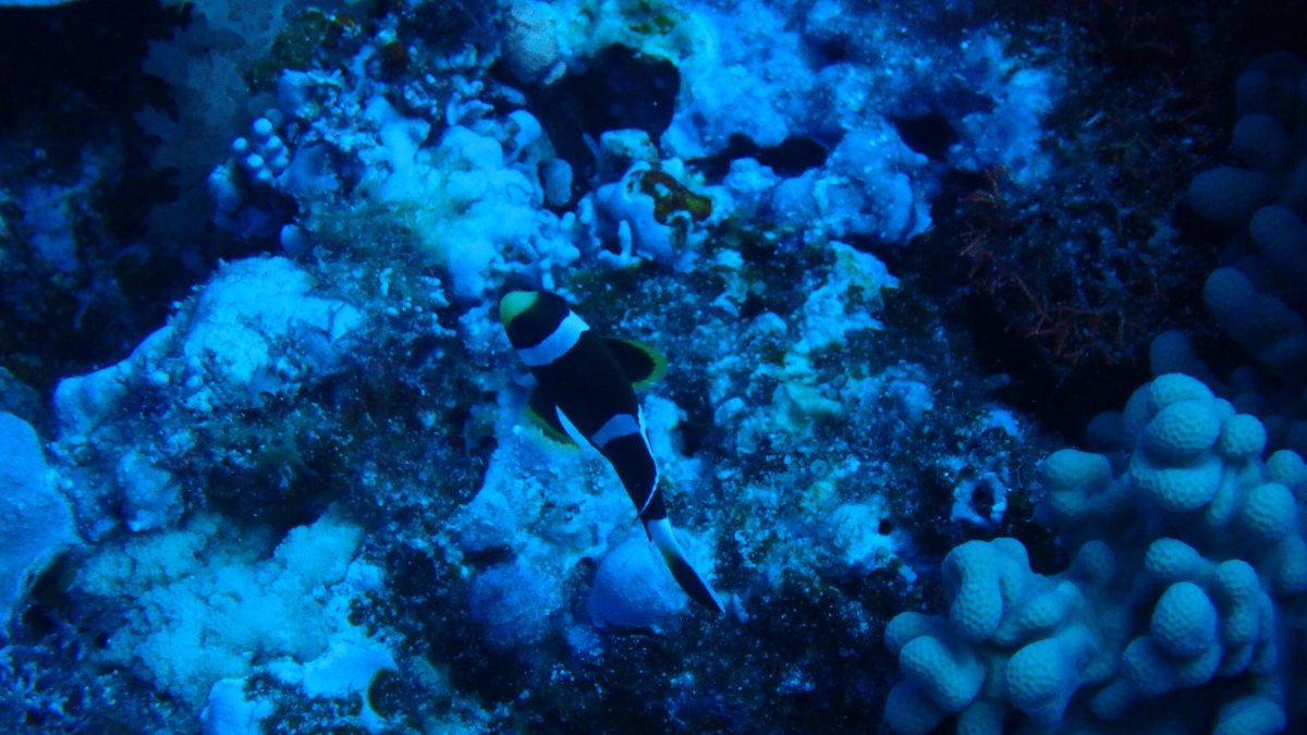 Amphiprion akindynos