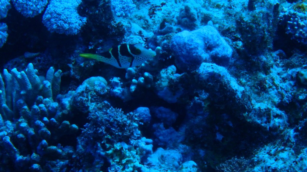 Canthigaster valentini