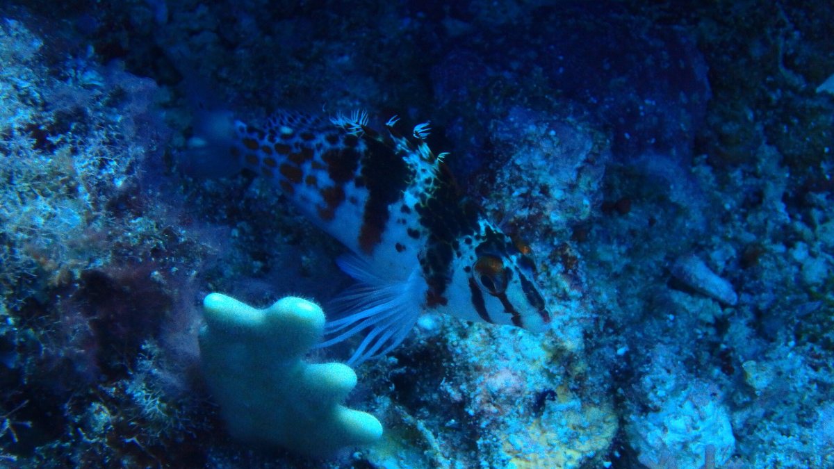 Cirrhitichthys falco