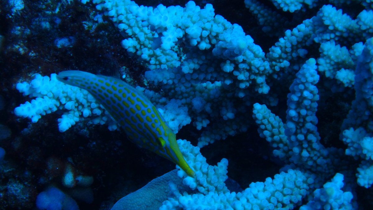 Oxymonacanthus longirostris