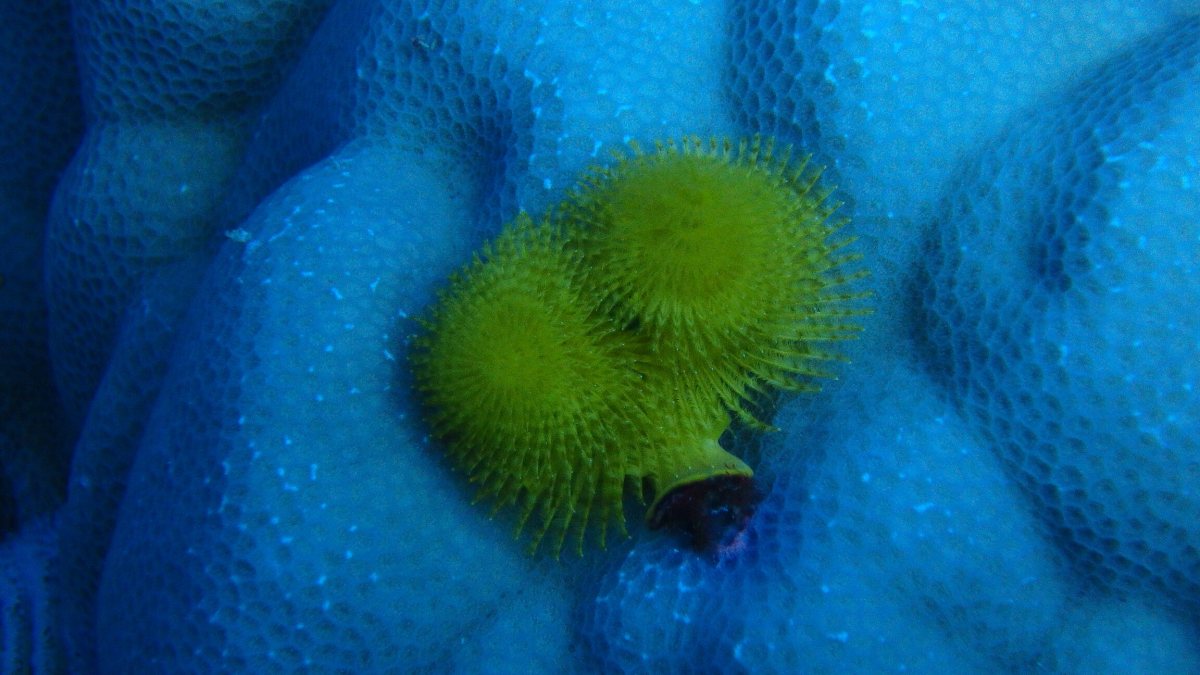 Spirobranchus corniculatus