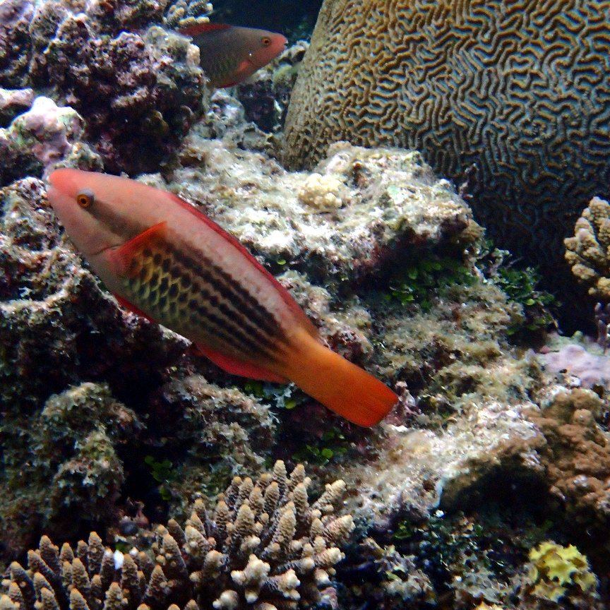 Scarus frenatus