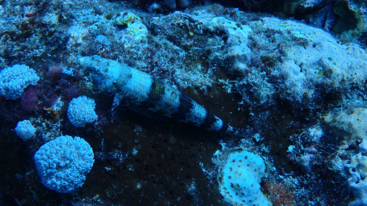Saurida gracilis