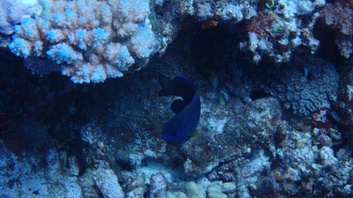 Genicanthus watanabei
