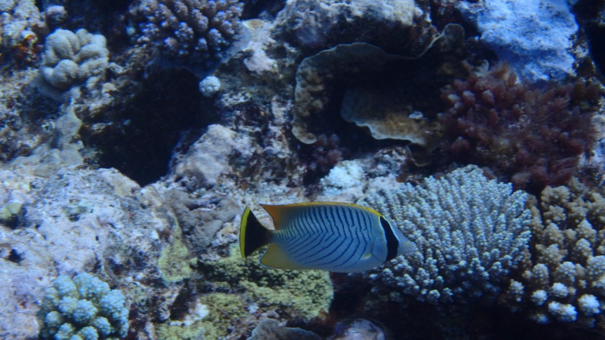 Chaetodon trifascialis