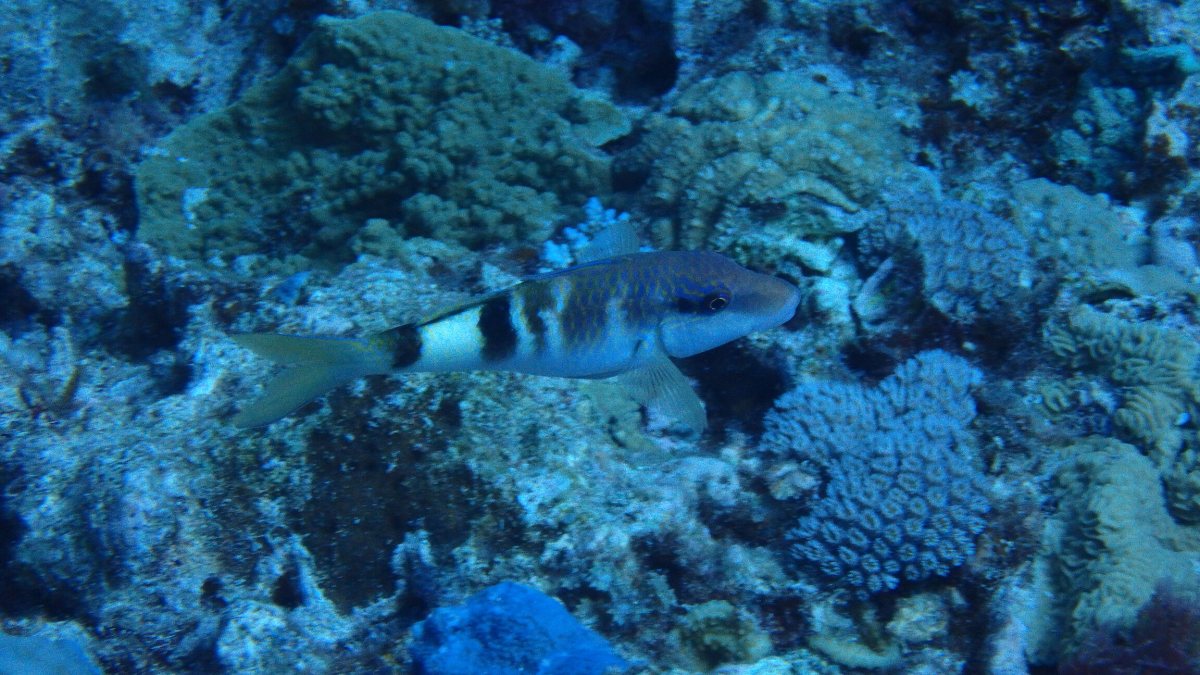 Parupeneus multifascius