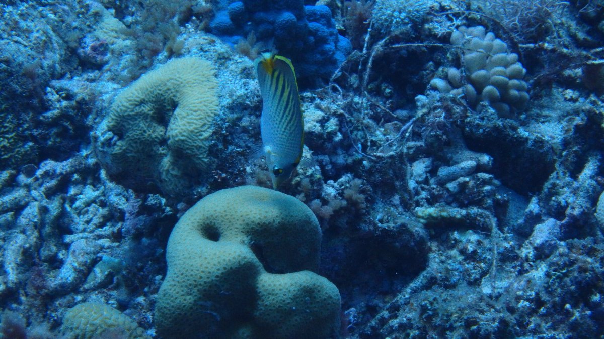 Chaetodon pelewensis