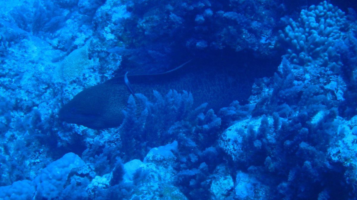 Gymnothorax flavimarginatus