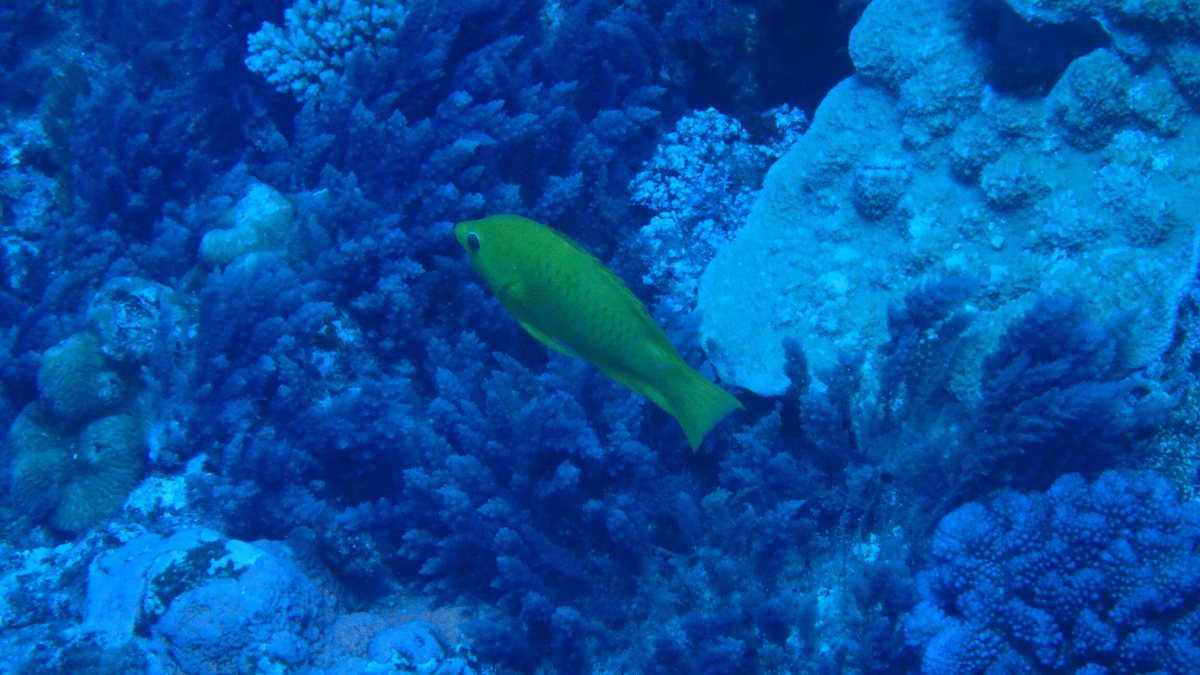 Epibulus insidiator