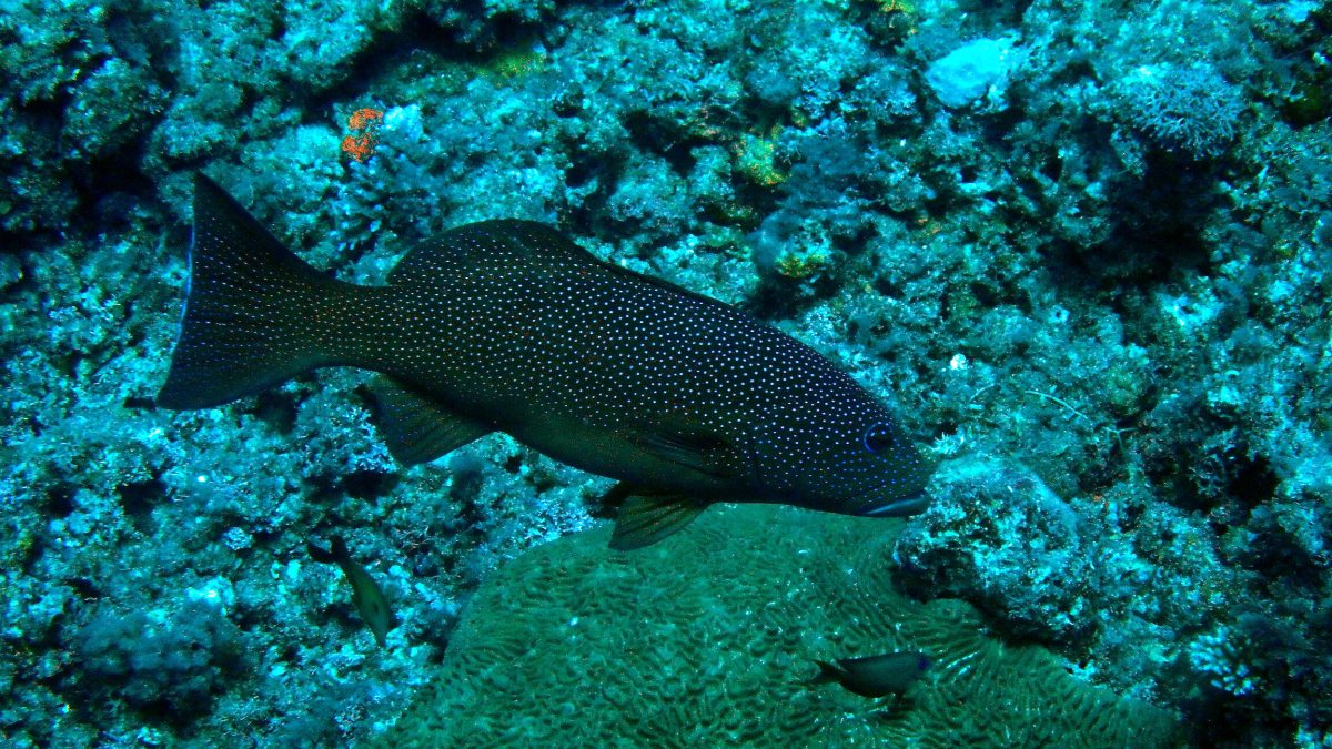 Plectropomus leopardus