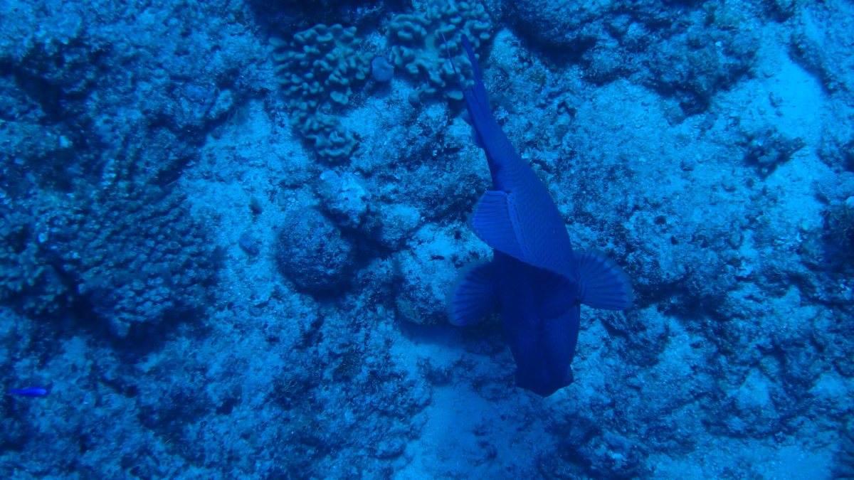 Odonus niger
