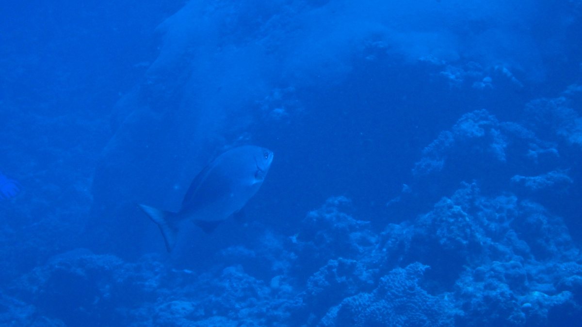 Kyphosus pacificus