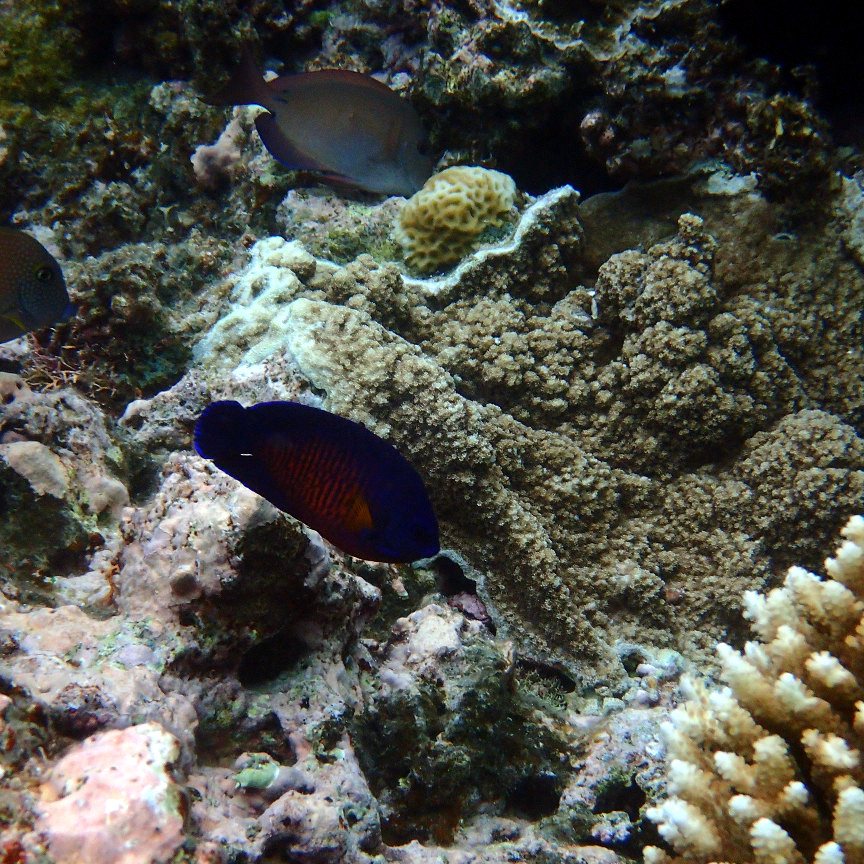 Centropyge bispinosa