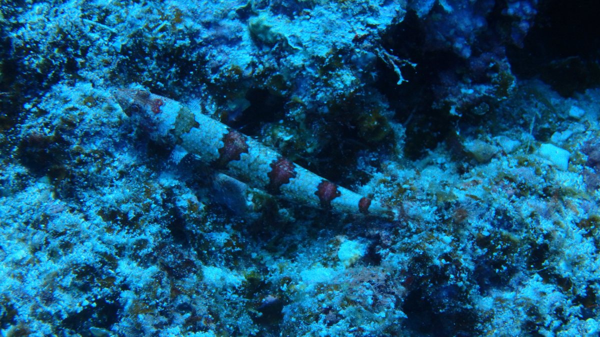 Saurida gracilis