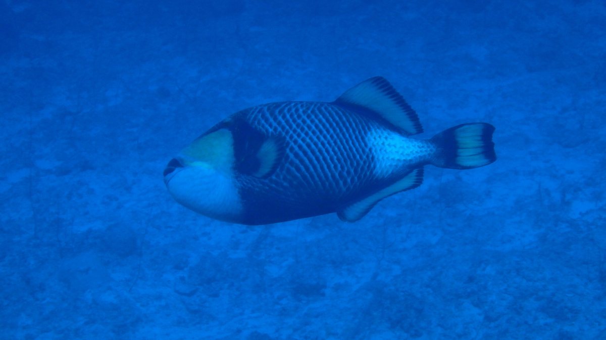 Balistoides viridescens