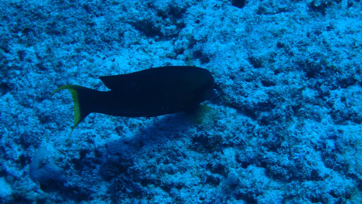 Acanthurus pyroferus