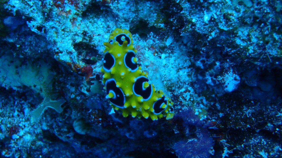 Phyllidia ocellata