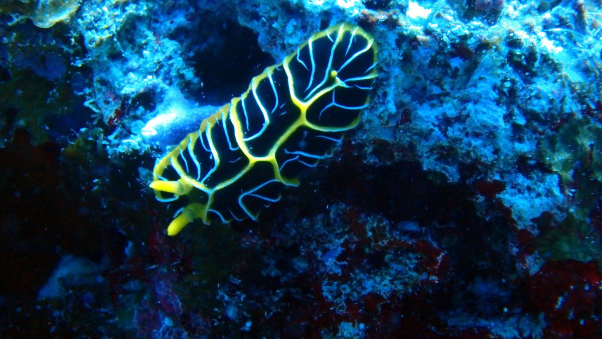 Reticulidia halgerda