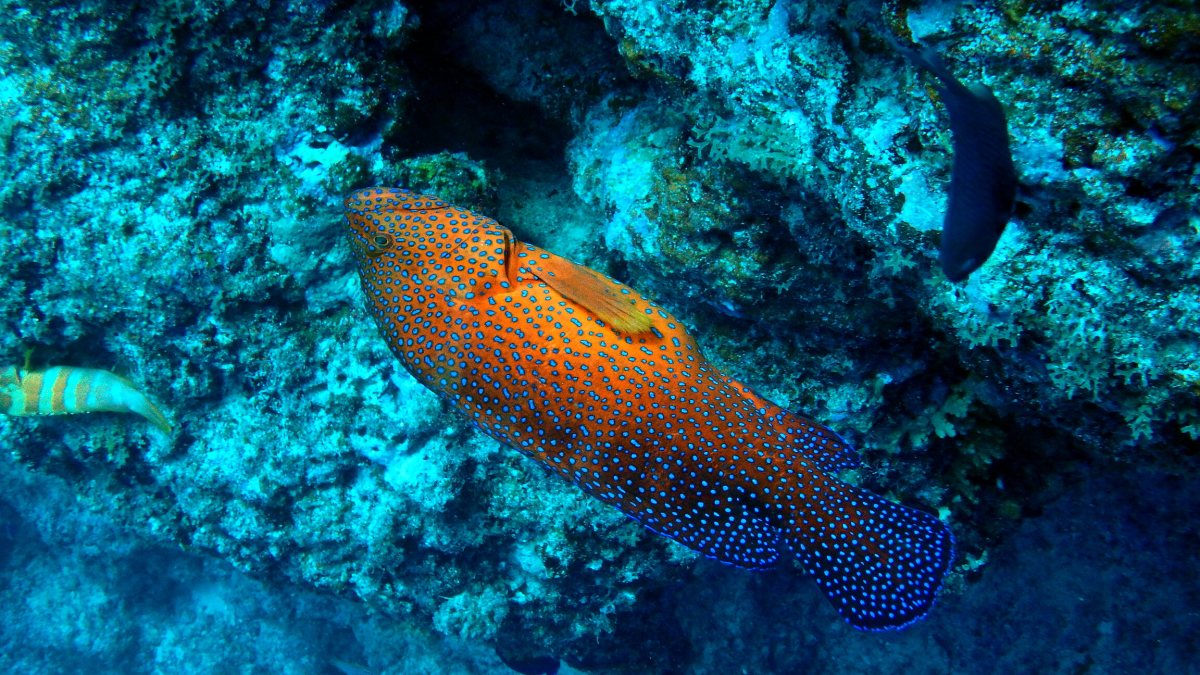 Cephalopholis miniata