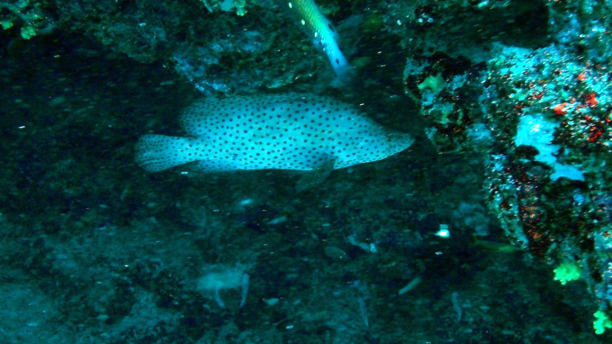 Cromileptes altivelis