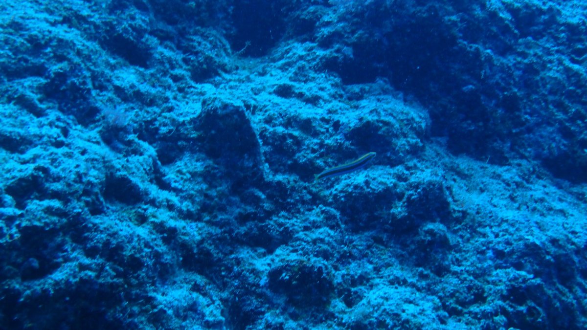 Poisson-vers