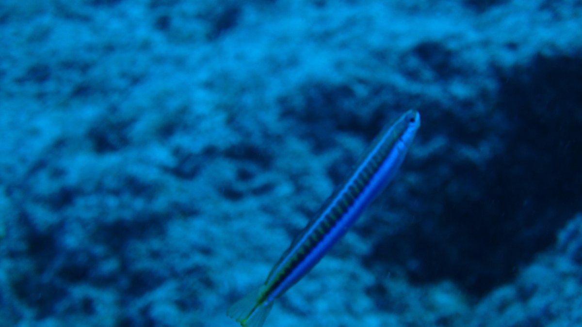 Aspidontus dussumieri