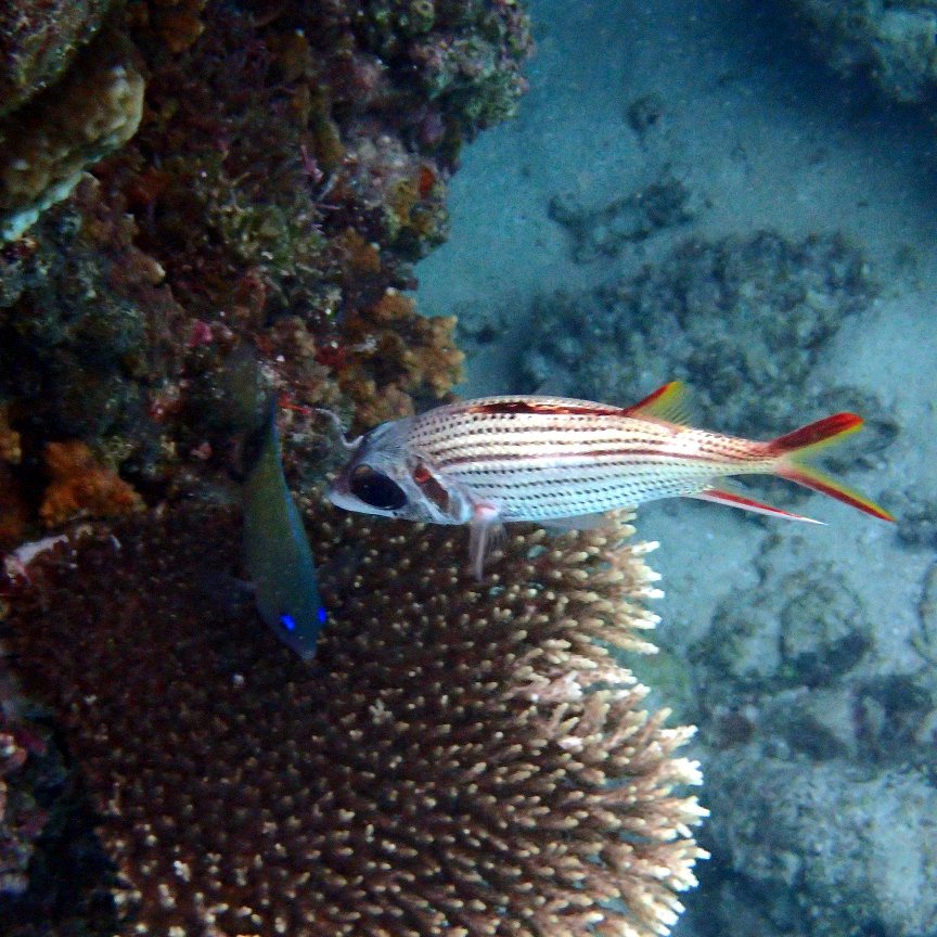 Neoniphon sammara