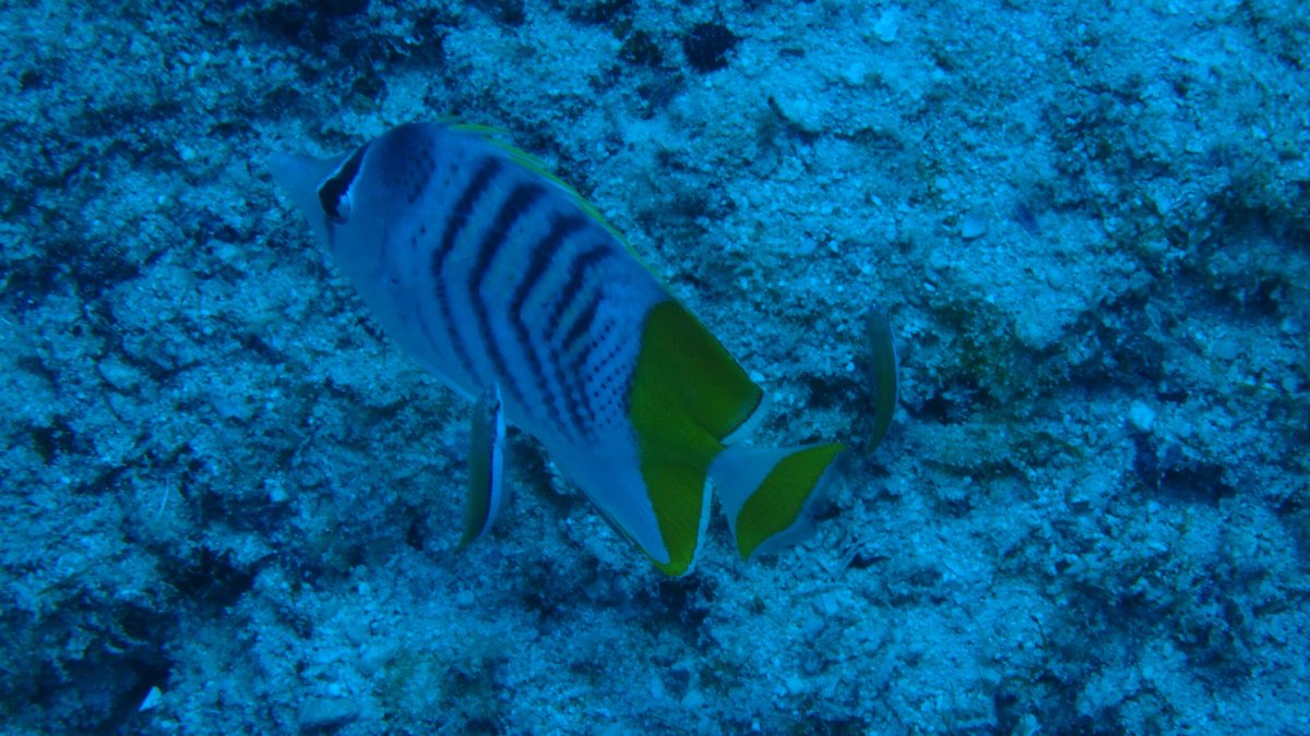 Chaetodon mertensii
