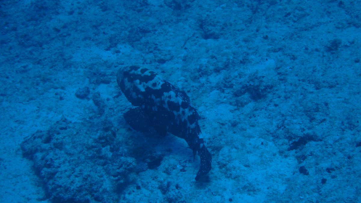 Epinephelus coioides