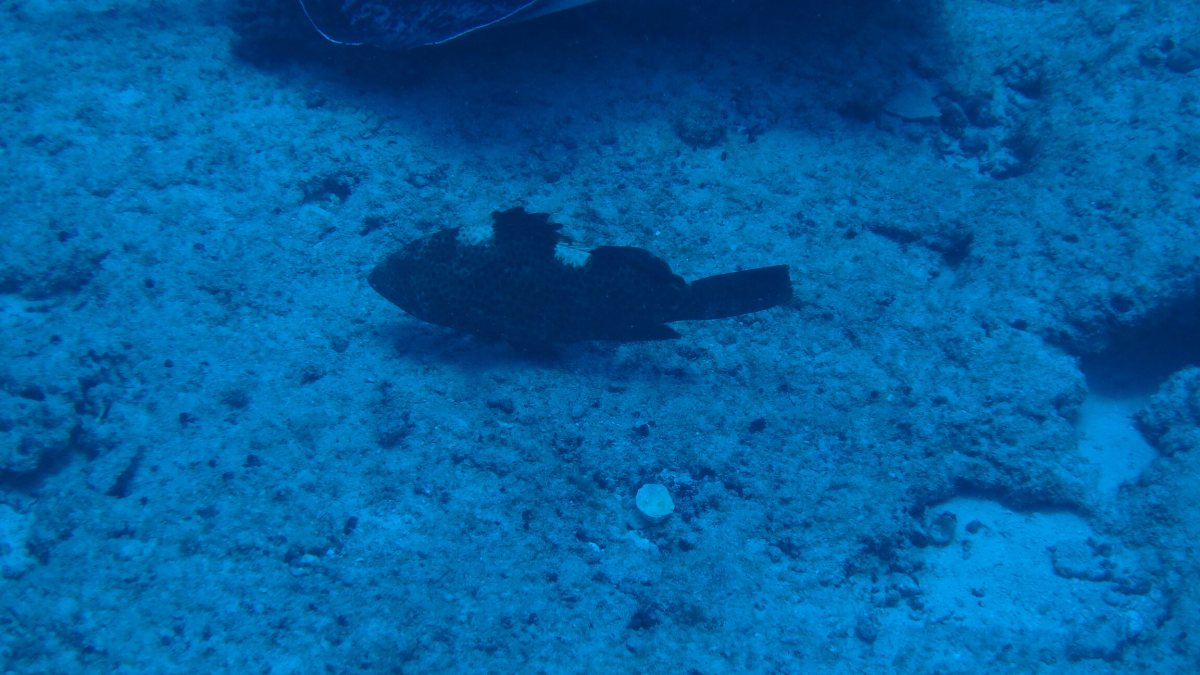 Epinephelus maculatus