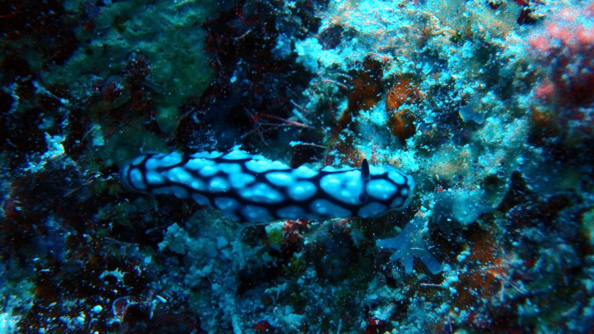 Phyllidiella pustulosa