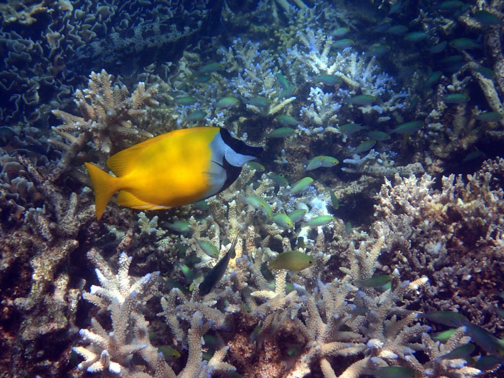 Siganus vulpinus