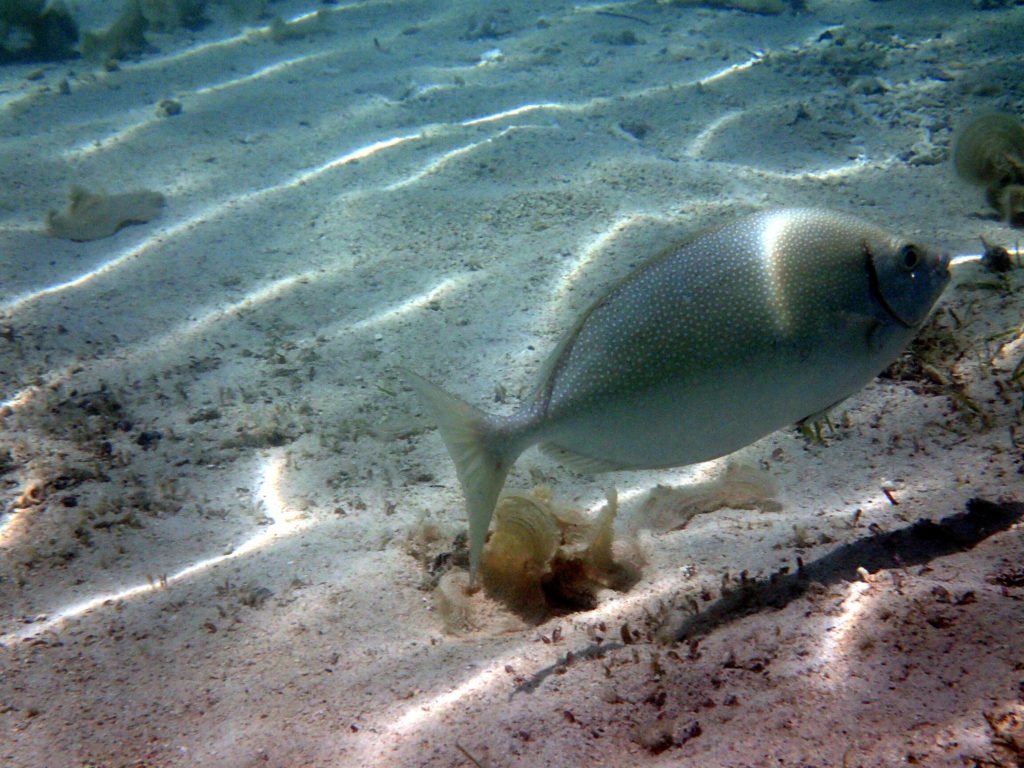 Siganus fuscescens