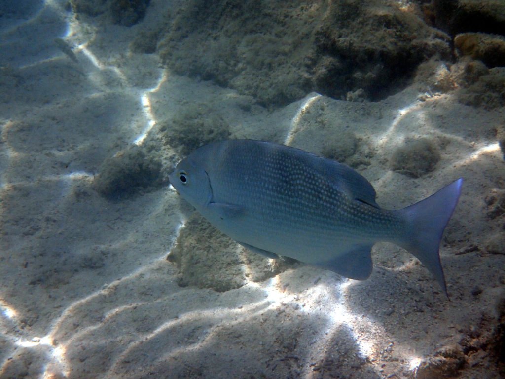 Kyphosus pacificus