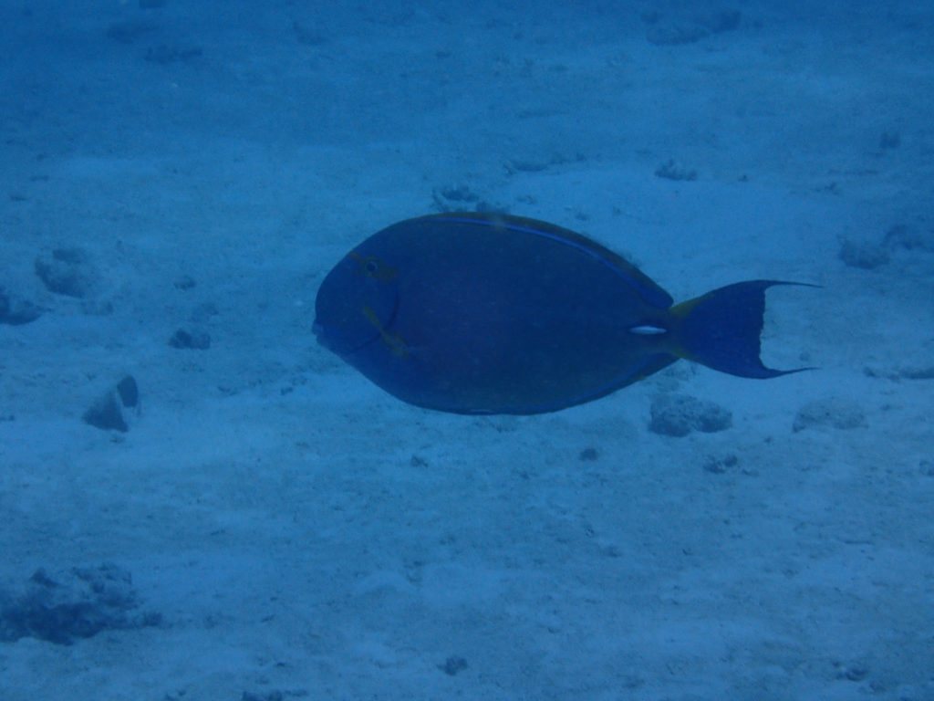 Acanthurus xanthopterus