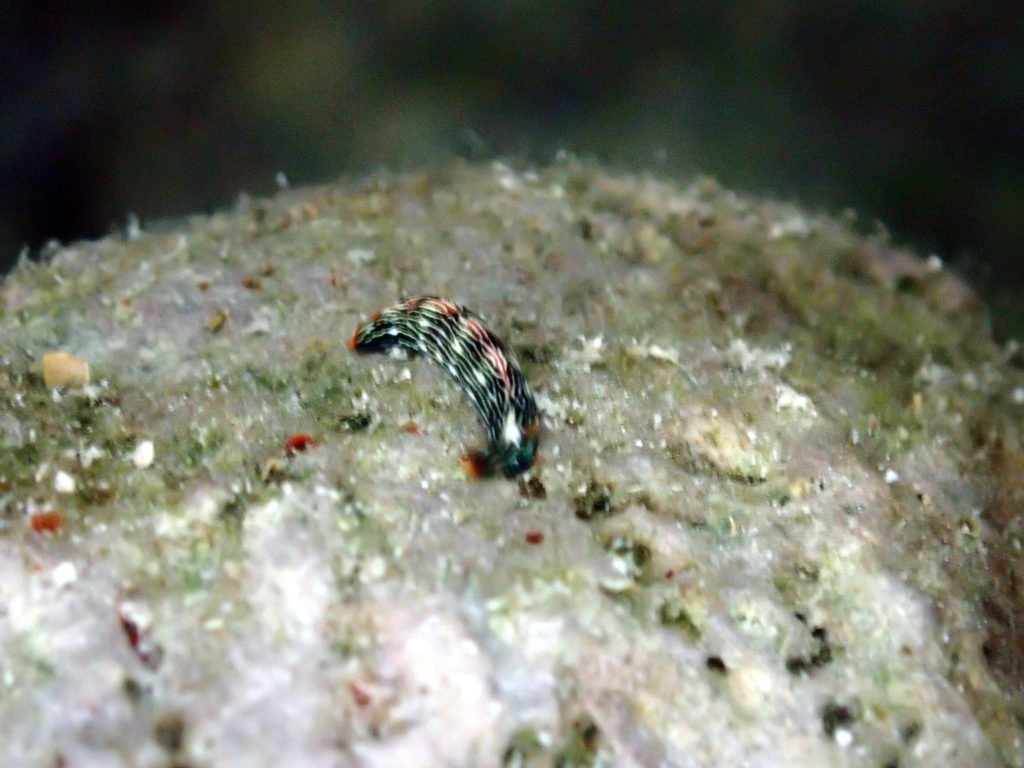 Thuridilla bayeri