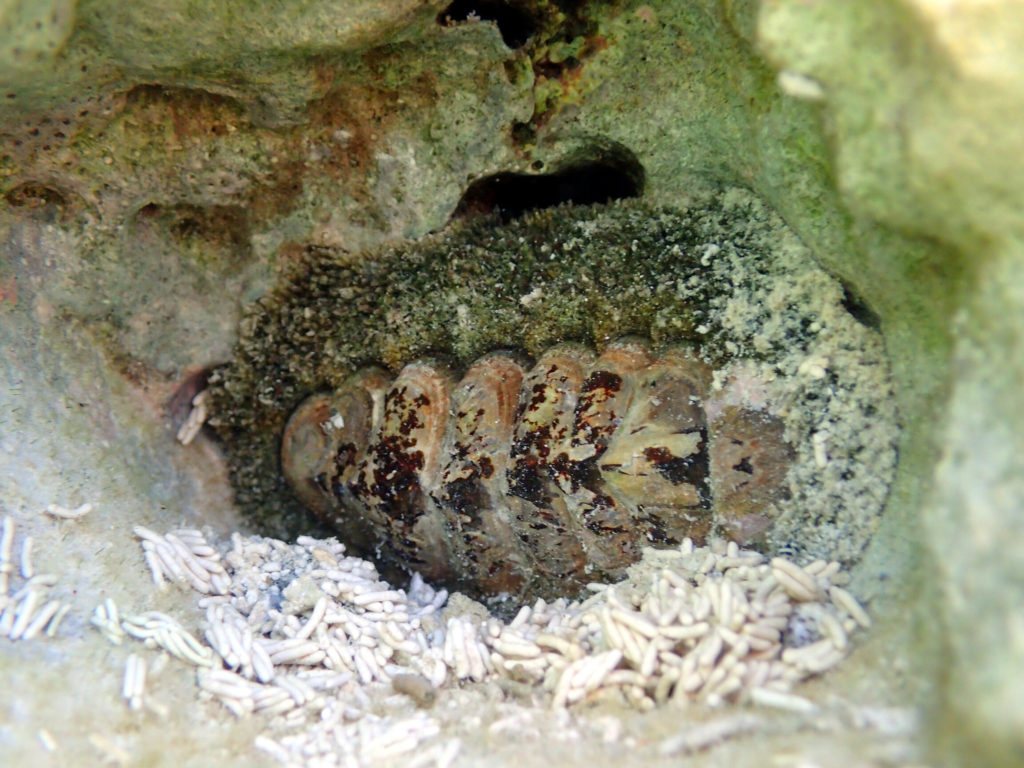 Acanthopleura sp.