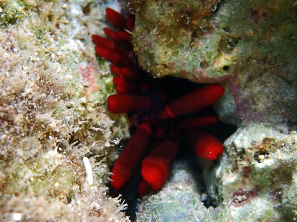 Heterocentrotus mammillatus