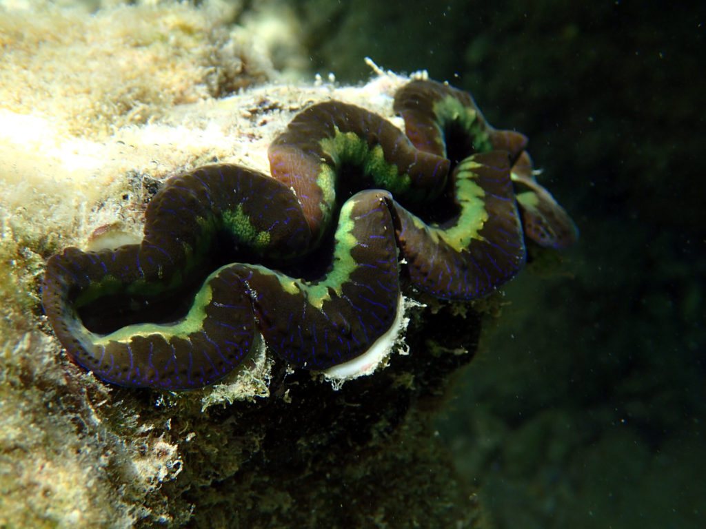 Mollusques