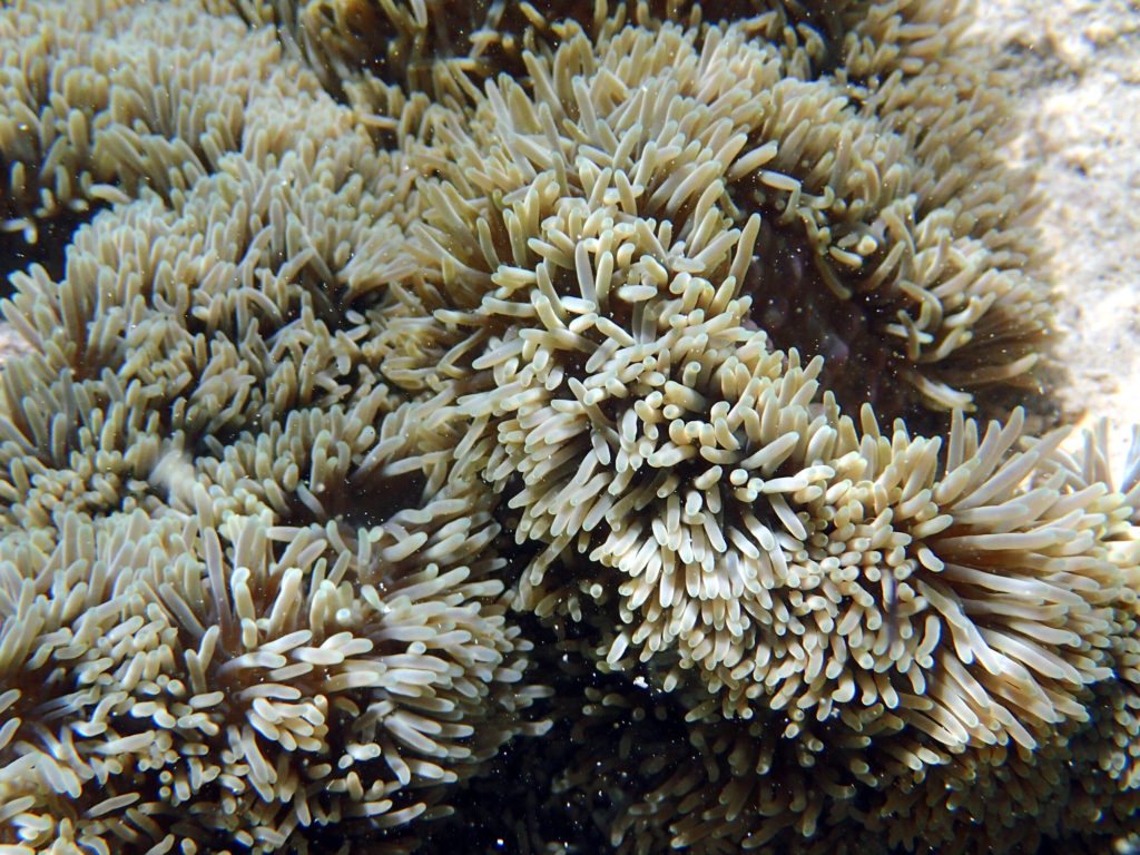 Cnidaires