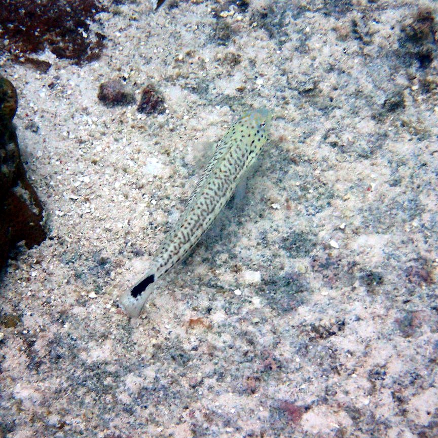 Parapercis hexophtalma