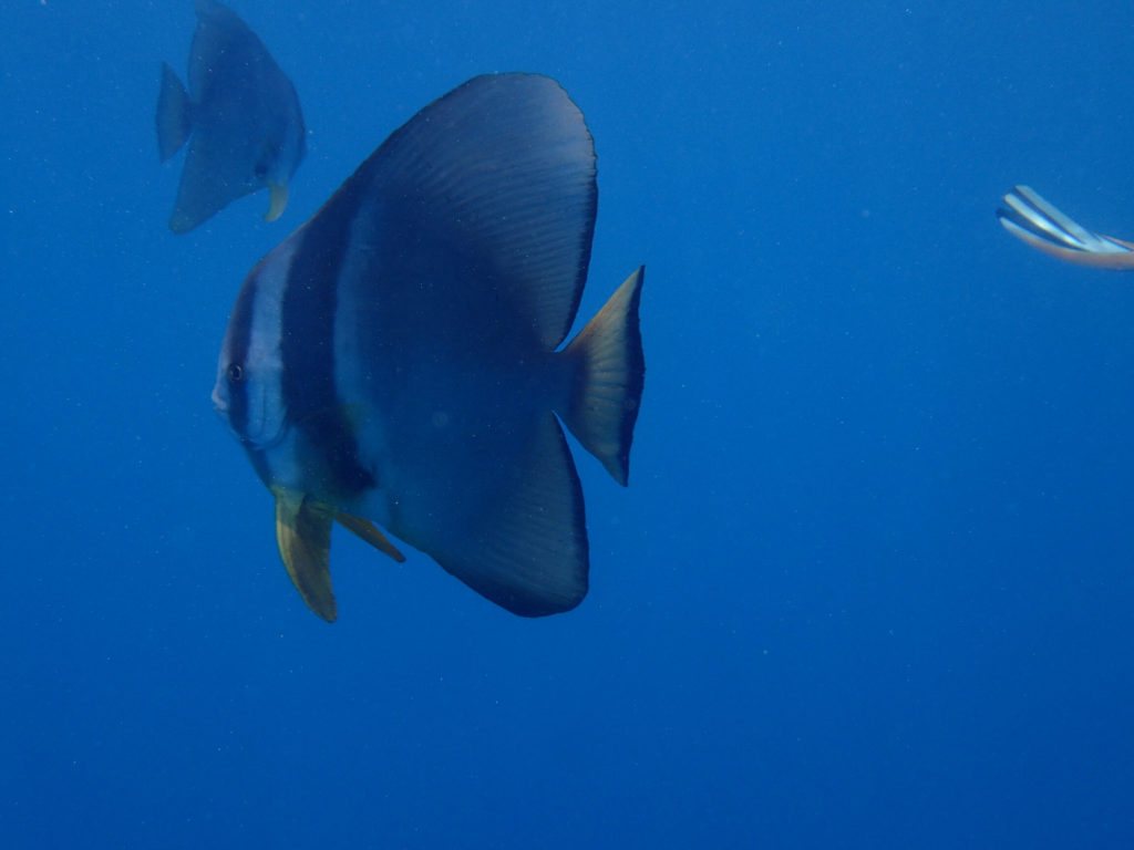 Platax orbicularis