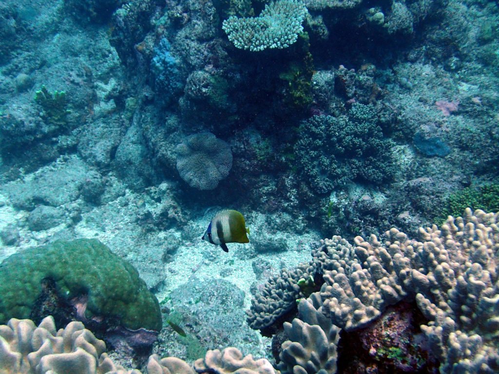 Chaetodon kleinii