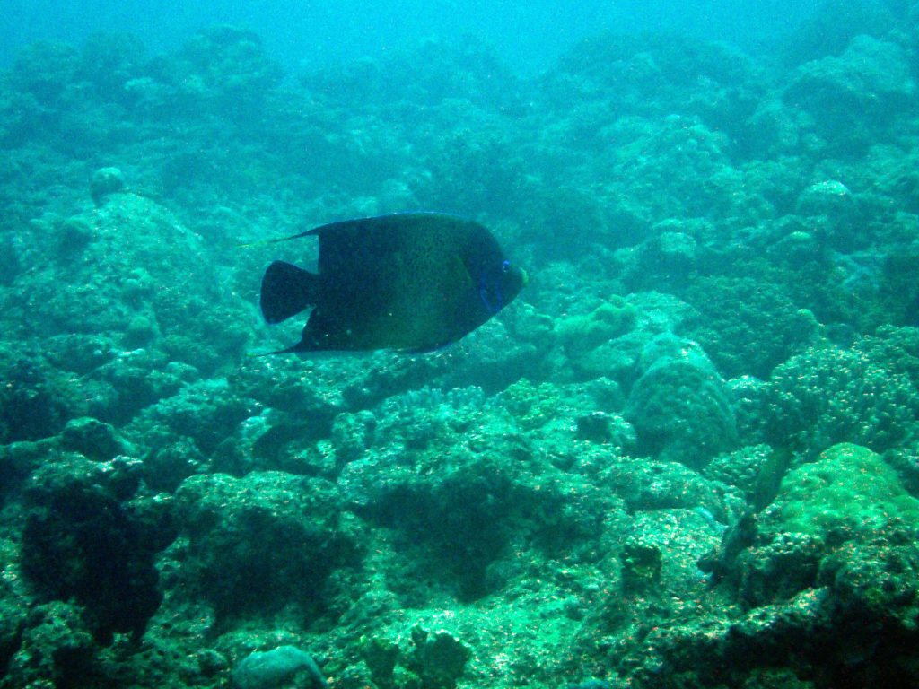 Pomacanthus semicirculatus